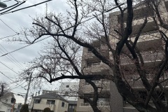 IMG_3524