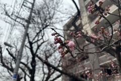 IMG_3536
