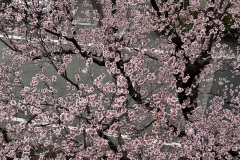 IMG_3635