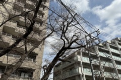 IMG_3735