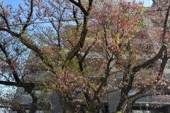 IMG_3750