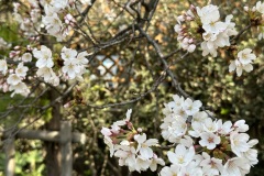IMG_3851