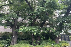 IMG_4373
