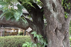 IMG_4551