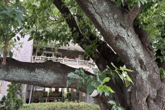 IMG_4805