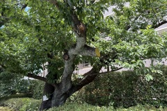 IMG_4812