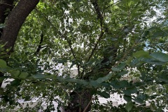 IMG_4829
