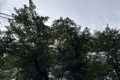 IMG_4889