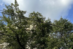 IMG_5129