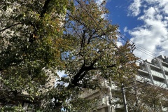 IMG_5888