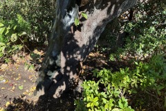 IMG_6008