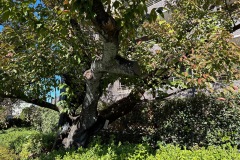 IMG_6010