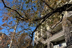 IMG_6017