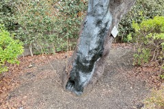 IMG_6537