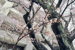 IMG_6616