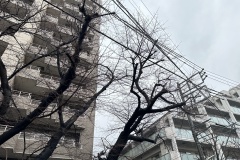 IMG_6664