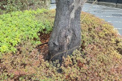 IMG_6671