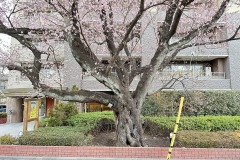 IMG_6675