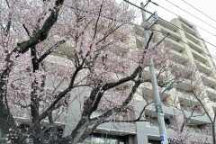 IMG_6678
