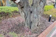 IMG_6868