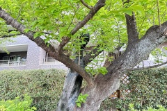 IMG_7232