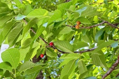 IMG_7483