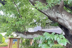 IMG_7775