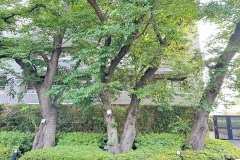 IMG_7783
