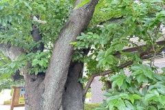 IMG_8061