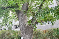 IMG_8078