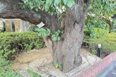 IMG_8567