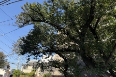 IMG_0320