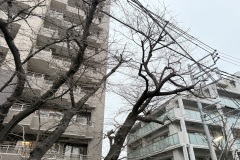 IMG_1530