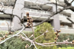 IMG_1534