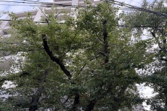 IMG_0052