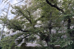 IMG_0053