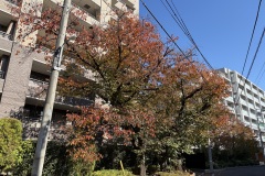 IMG_0516