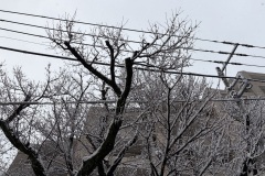 IMG_1100